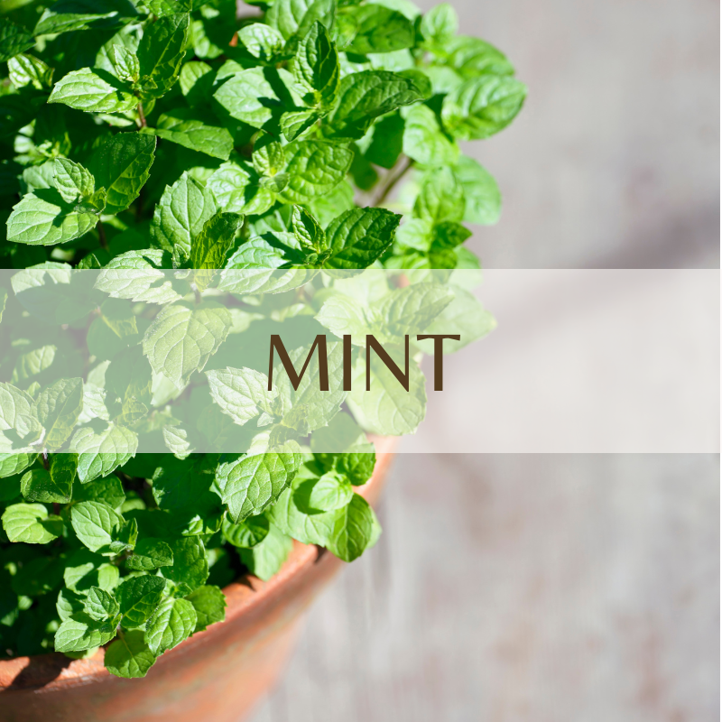 Mint