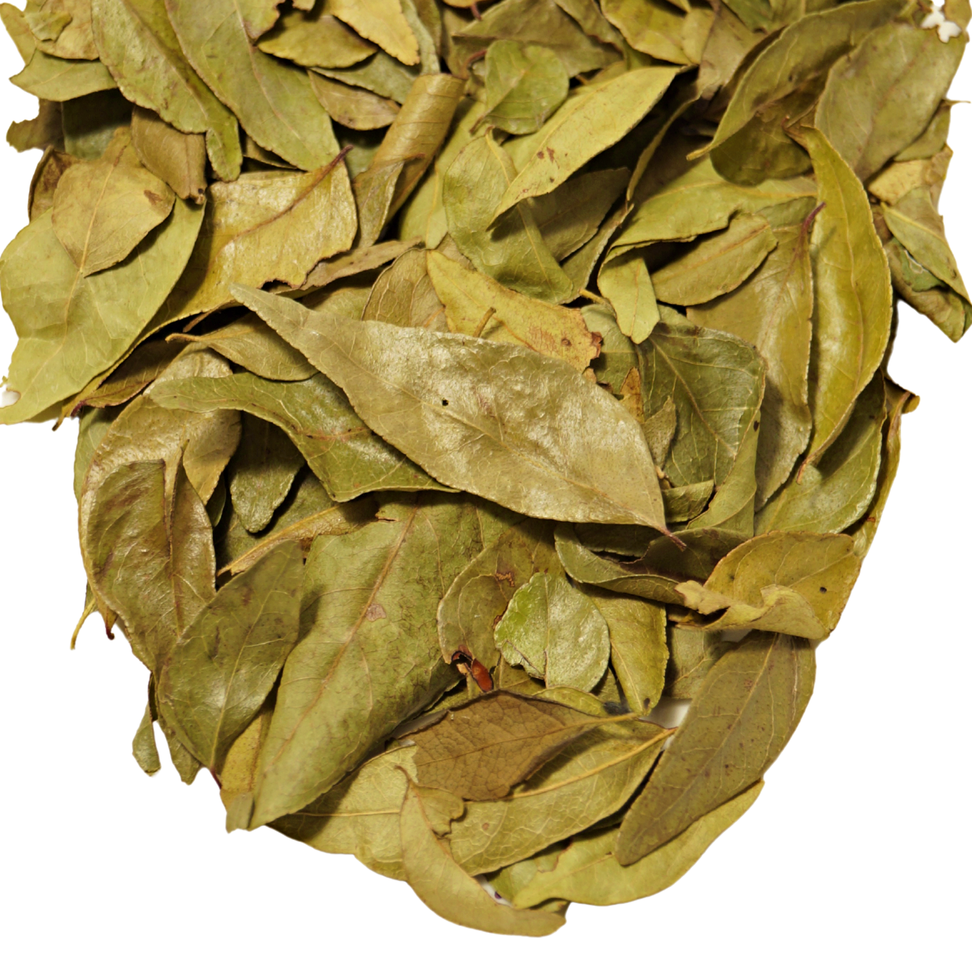 Curry Leaves