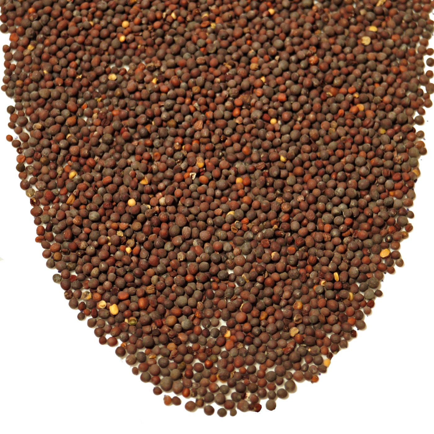 Mustard Seed (Brown)